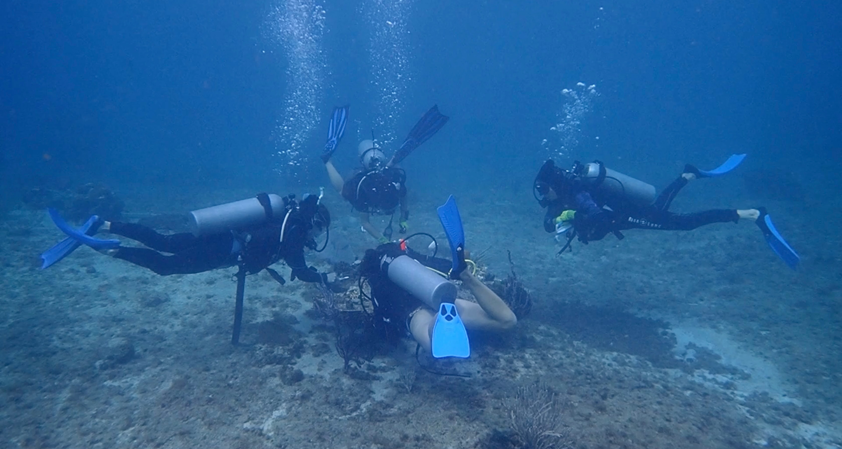 Mexico activist film of coral